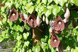 Садово-парковые растения 3