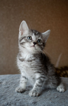 ота Вскас в добыре руки 3