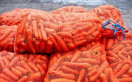 Морковь крупным оптом от производителя с доставкой