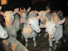 Продажа зааненских коз,козлят.