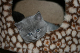 Британские плюшевые котята 7