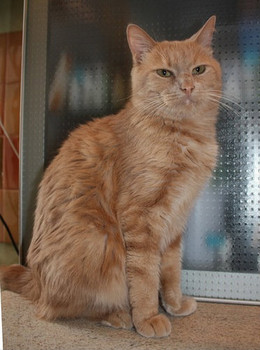 Мраморный красавец в добрые руки.