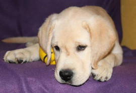 Палевый щенок шоу-класса. Интервязка. 3