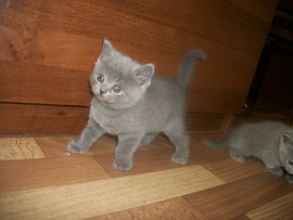 шотландские котята