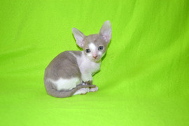 Роскошный котик американского типа редкого окраса