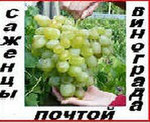 Саженцы винограда от производителя уже 2-х летки 90 сортов-почто