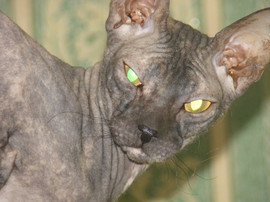Котята породы донской сфинкс. 2