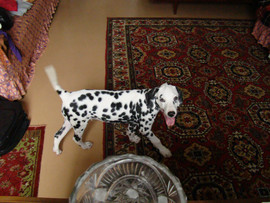 Продам Далматина