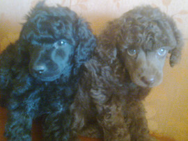 щенки малого пуделя черного и коричневого окрасов