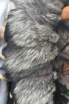 Модная шуба из кролика с воротником из чернобурки 3