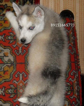 Продам щенков сибирской хаски недорого