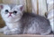 экзотические котята