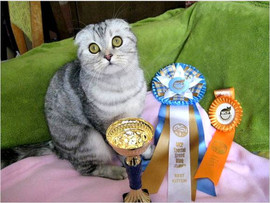 Шотландские фолд и страйт