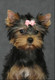 щенки йоркширского терьера