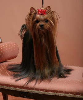 Продам щенка йоркширского терьера