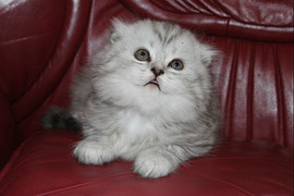 Хайленд-фолд, длинношерстный котик