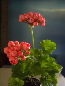 чудесные сенполии и фуксиии 8