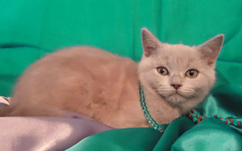 Шотландские клубные котятки 4