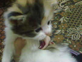 Продажа пушистых котят 2