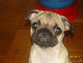 Продам мопса-девочку в хорошие руки