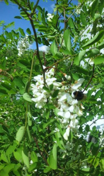 продаю дерево белой акации