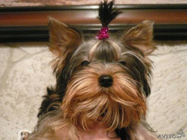 продажа щенков 4