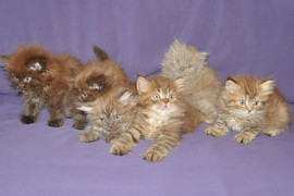 Британские длинношёрстные котята