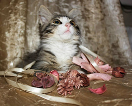 Очаровательный котенок в дар! 2