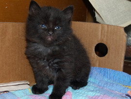 сибирские чёрные мальчики 1 мес 3