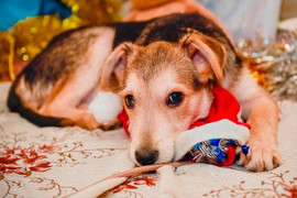 Отдается в добрые руки щенок Вилли