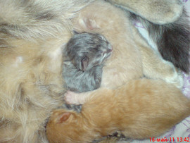 Котята в хорошие руки.