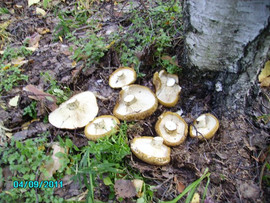 Грузди чёрные, солёные, бочковые 6