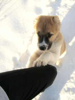 Щенок Алабая