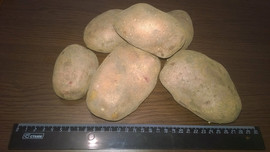 Картофель оптом 5+ от производителя 2