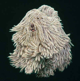 Комондор щенки. Редкая порода!