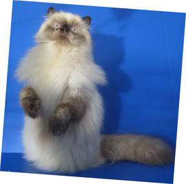 Питомник гималайских кошек Dikanta 7