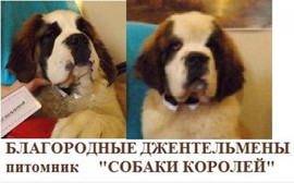 Сенбернарчики