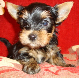 Мини-мальчик йоркширского терьера