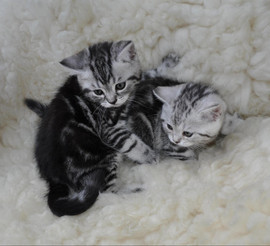 Продам шотландских котяток