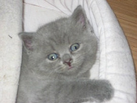 Британские котята