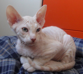 канадский сфинкс 2