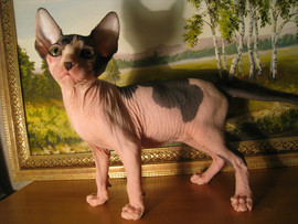 крепыш голыш