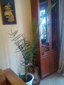 Продам финиковую пальму 2