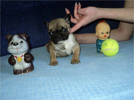 Щенок французского бульдога