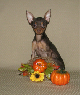 Рyсский Той(мальчик микрyлечка)