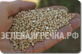 Зеленая гречка оптом! А также овес голозерный, полба, рожь и др