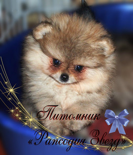 Пушистики (щенки померанского шпица, девочки)