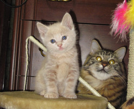 Аборигены Курильских островов для Вас. 4