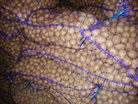 Картофель оптом от 20 тонн