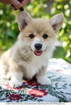 Щенки вельш корги пемброк